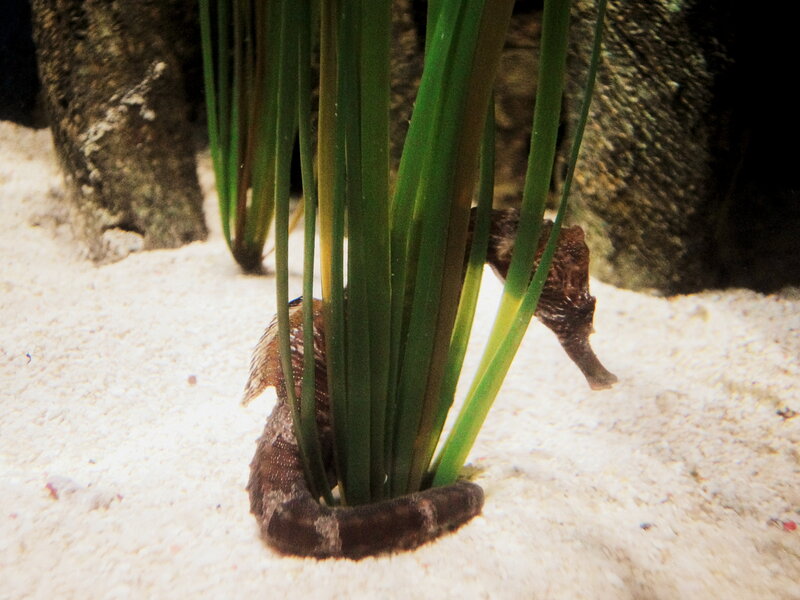 Two Seahorses in Plants