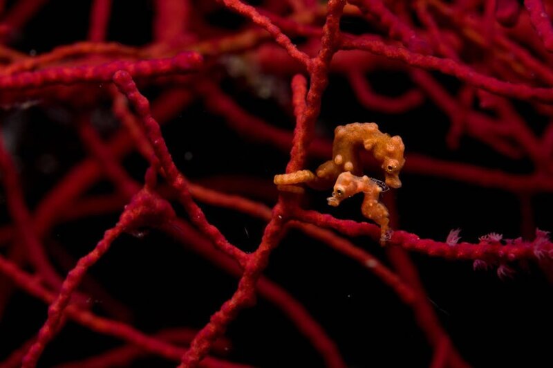 Two seahorses on red coral