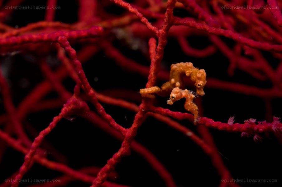 Two seahorses on red coral