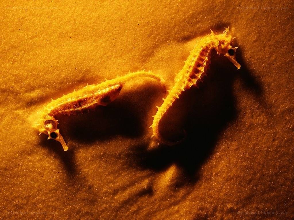 Two seahorses on sandy bottom