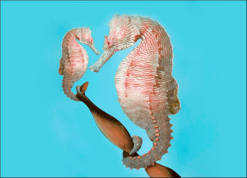 Two Seahorses