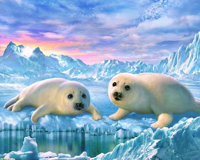 Two Seal Pups on Ice