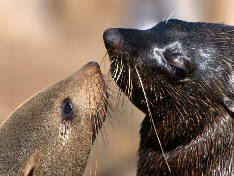 Two seals nuzzling each other