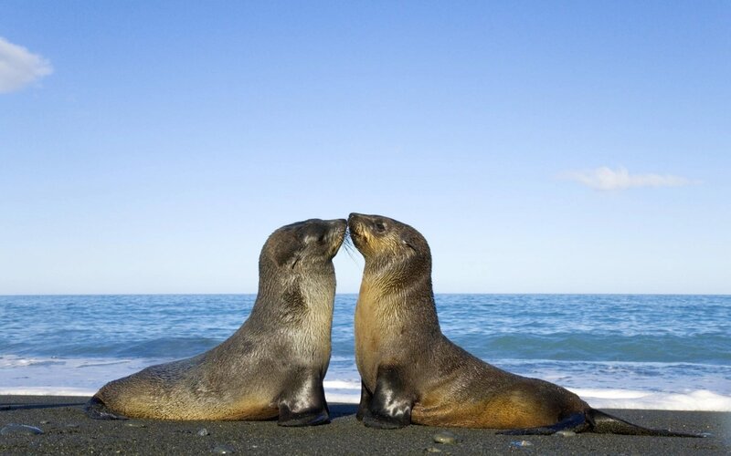 Two seals on a beach