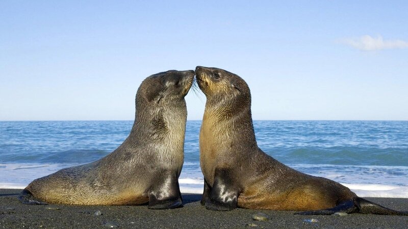 Two seals on a beach