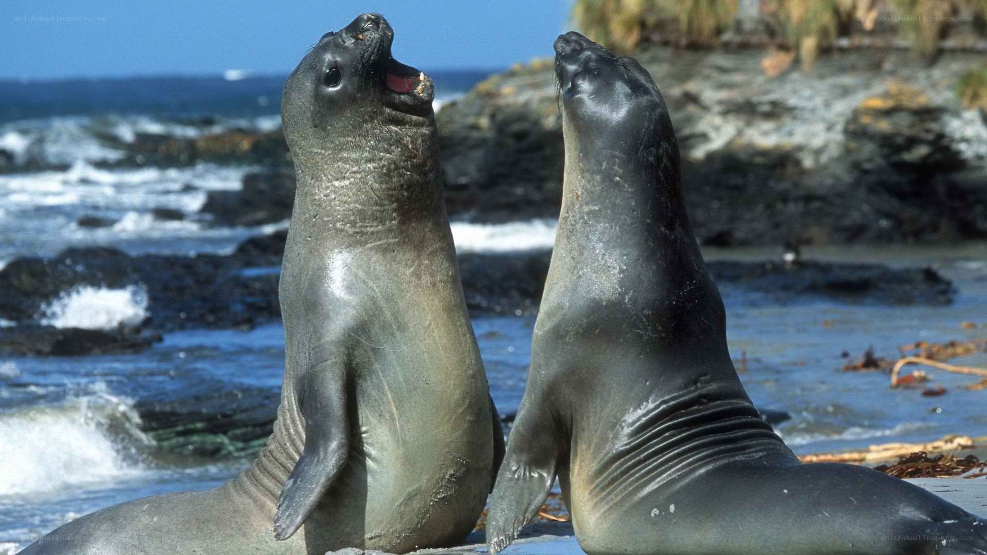 Two seals on a rocky shore