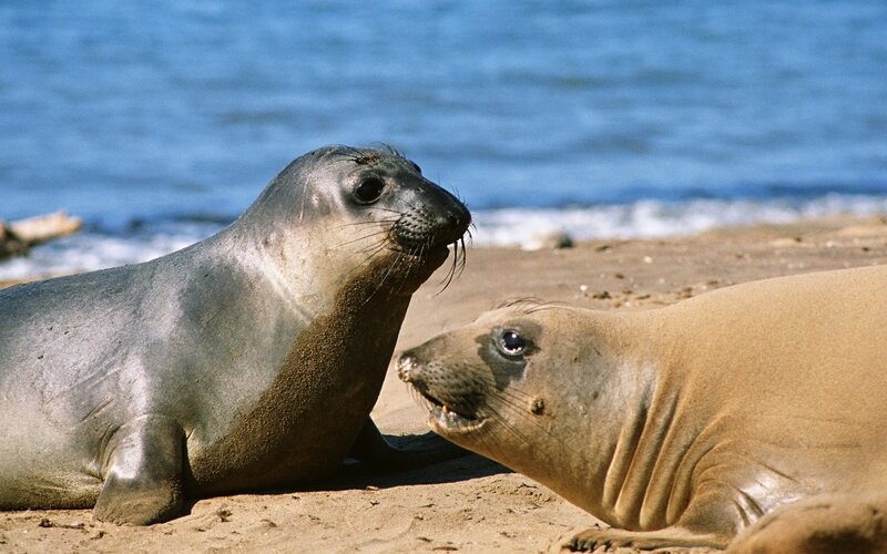 Two Seals on Beach