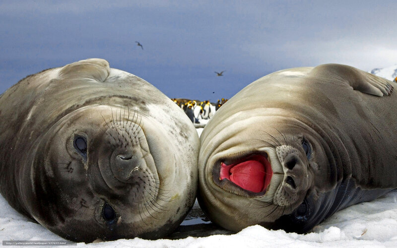 Two seals on ice