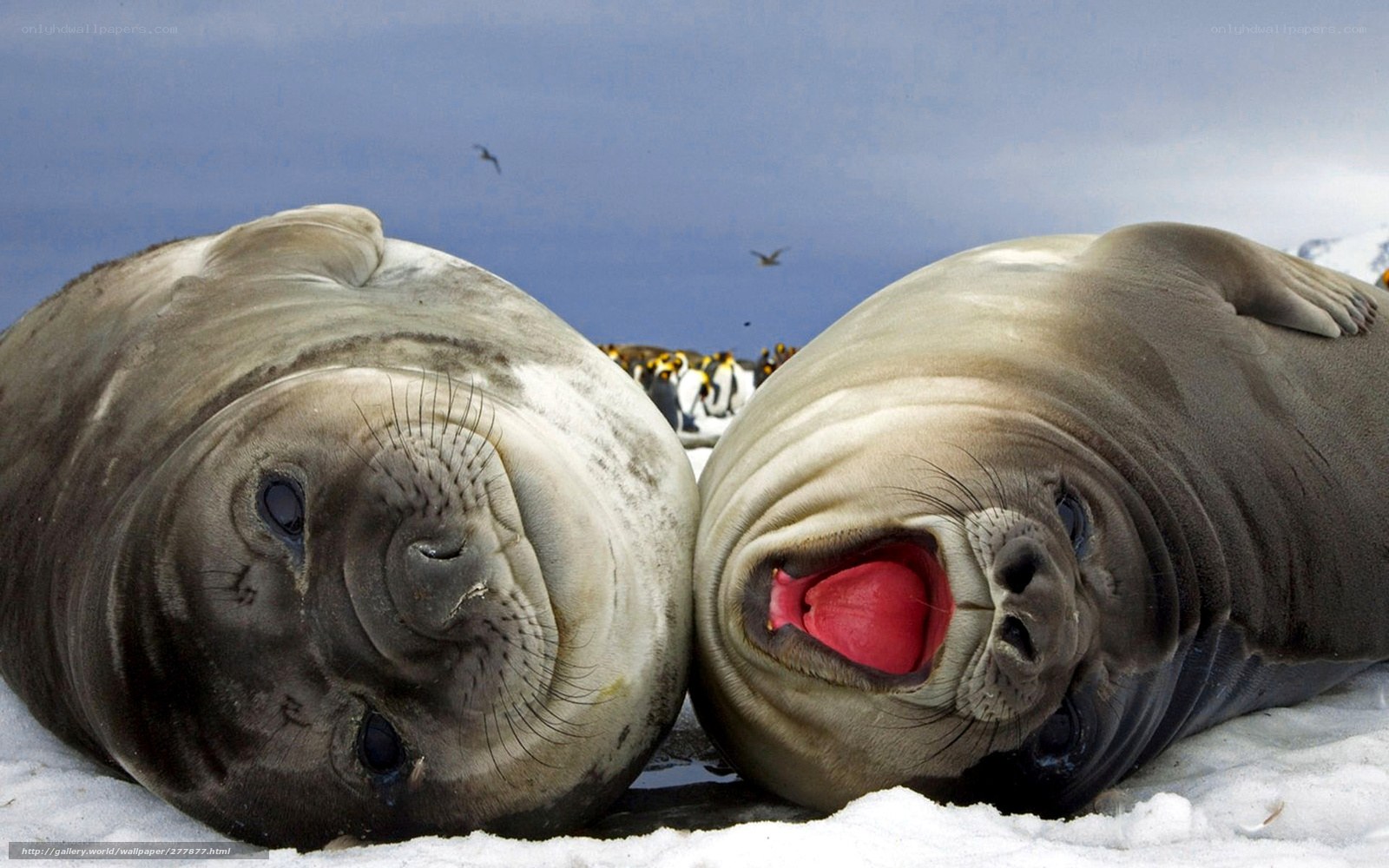 Two seals on ice