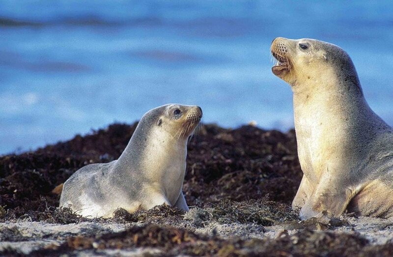 Two Seals on Shore