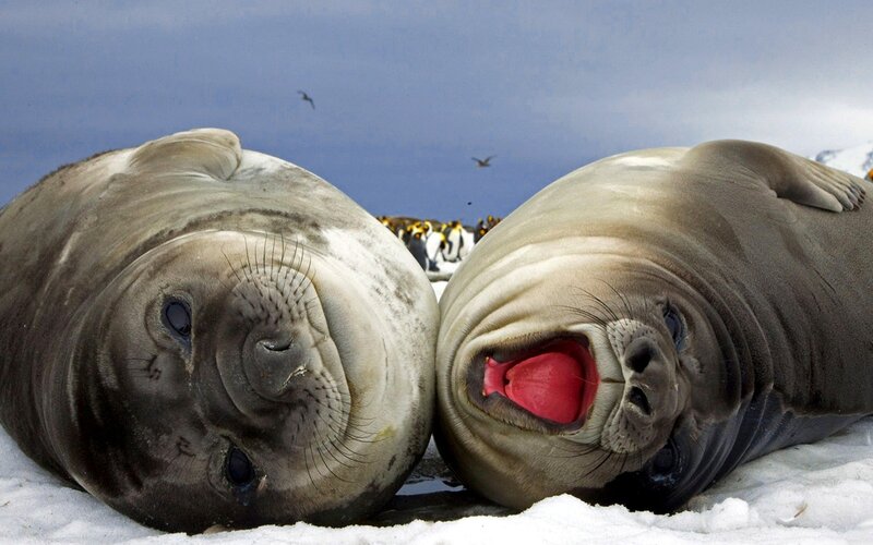 Two seals on snow