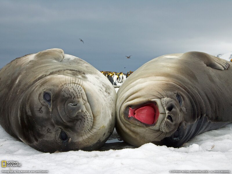 Two seals on snow