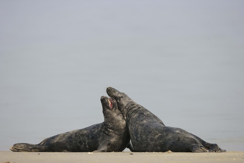 Two seals playing on the beach