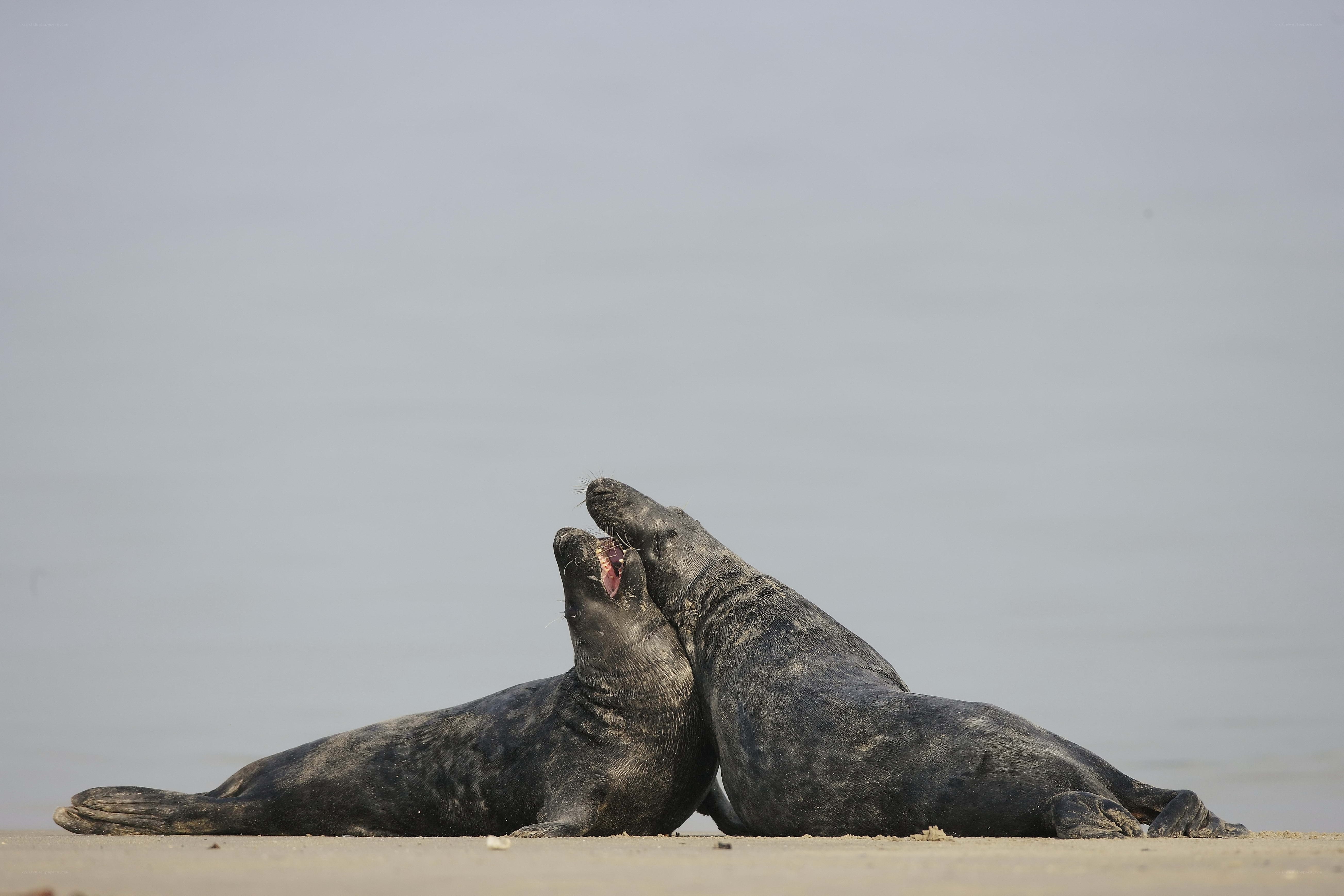 Two seals playing on the beach