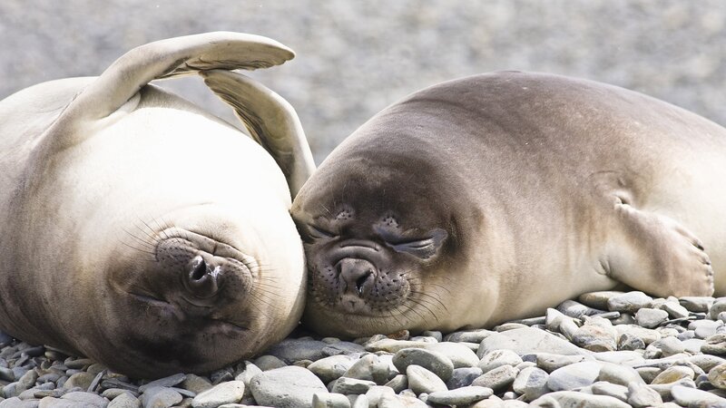 Two seals resting on pebbles