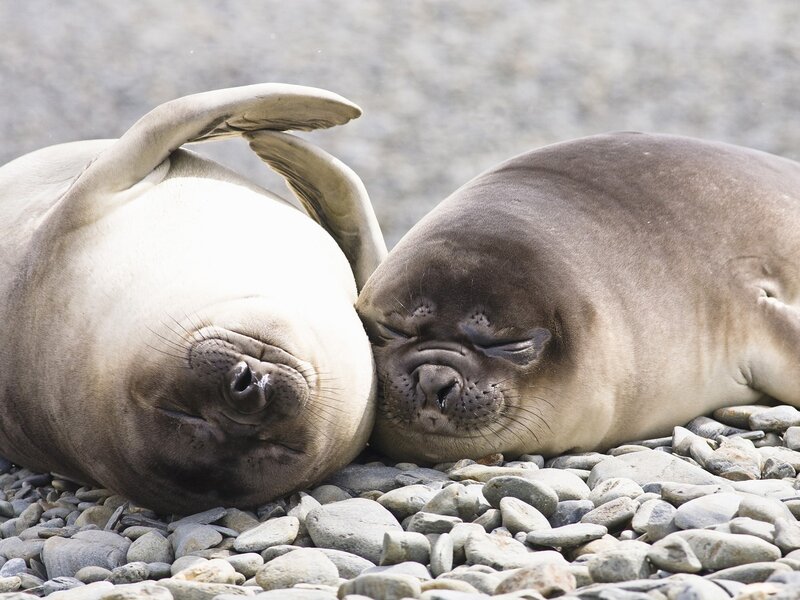 Two seals resting on pebbles