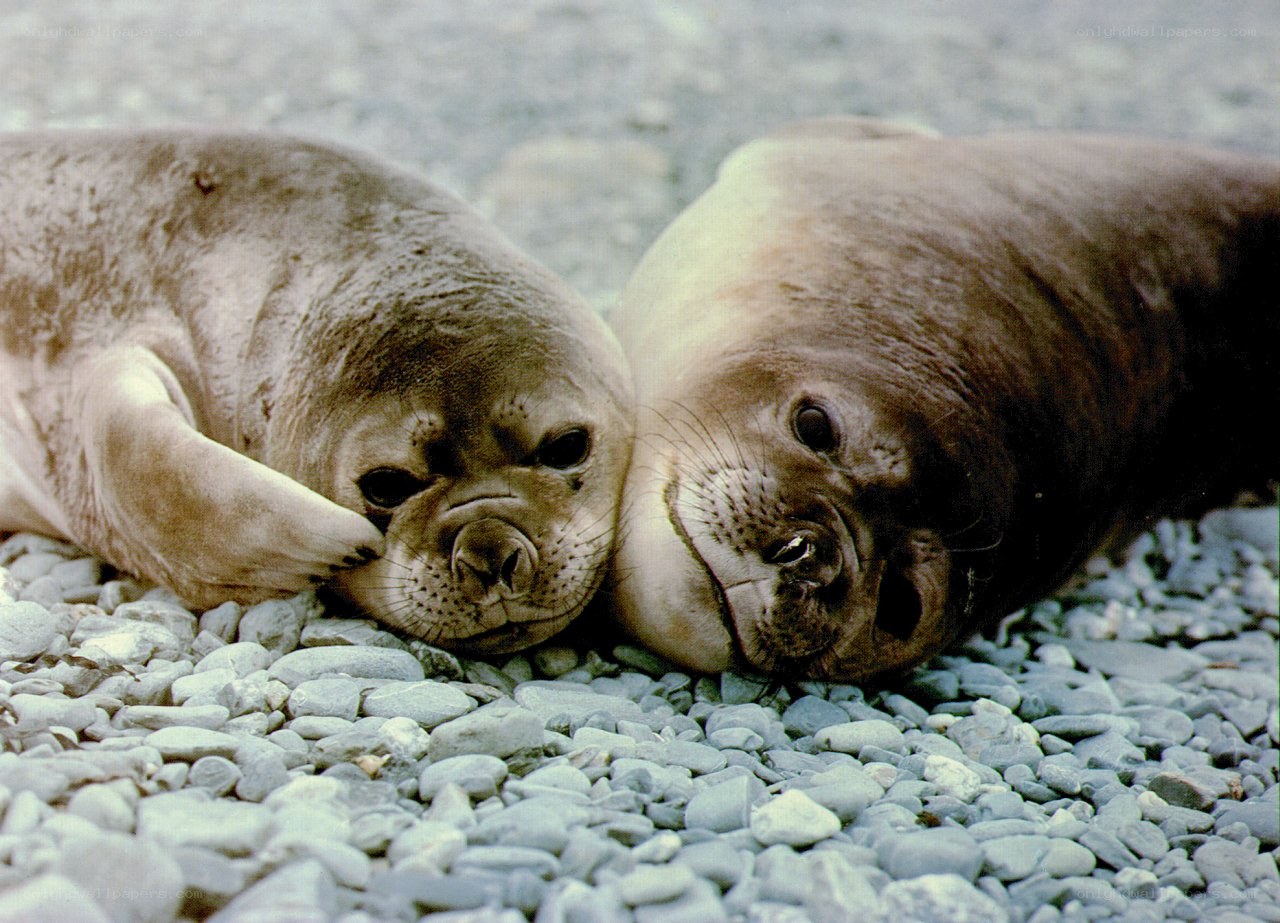 Two seals resting on pebbles