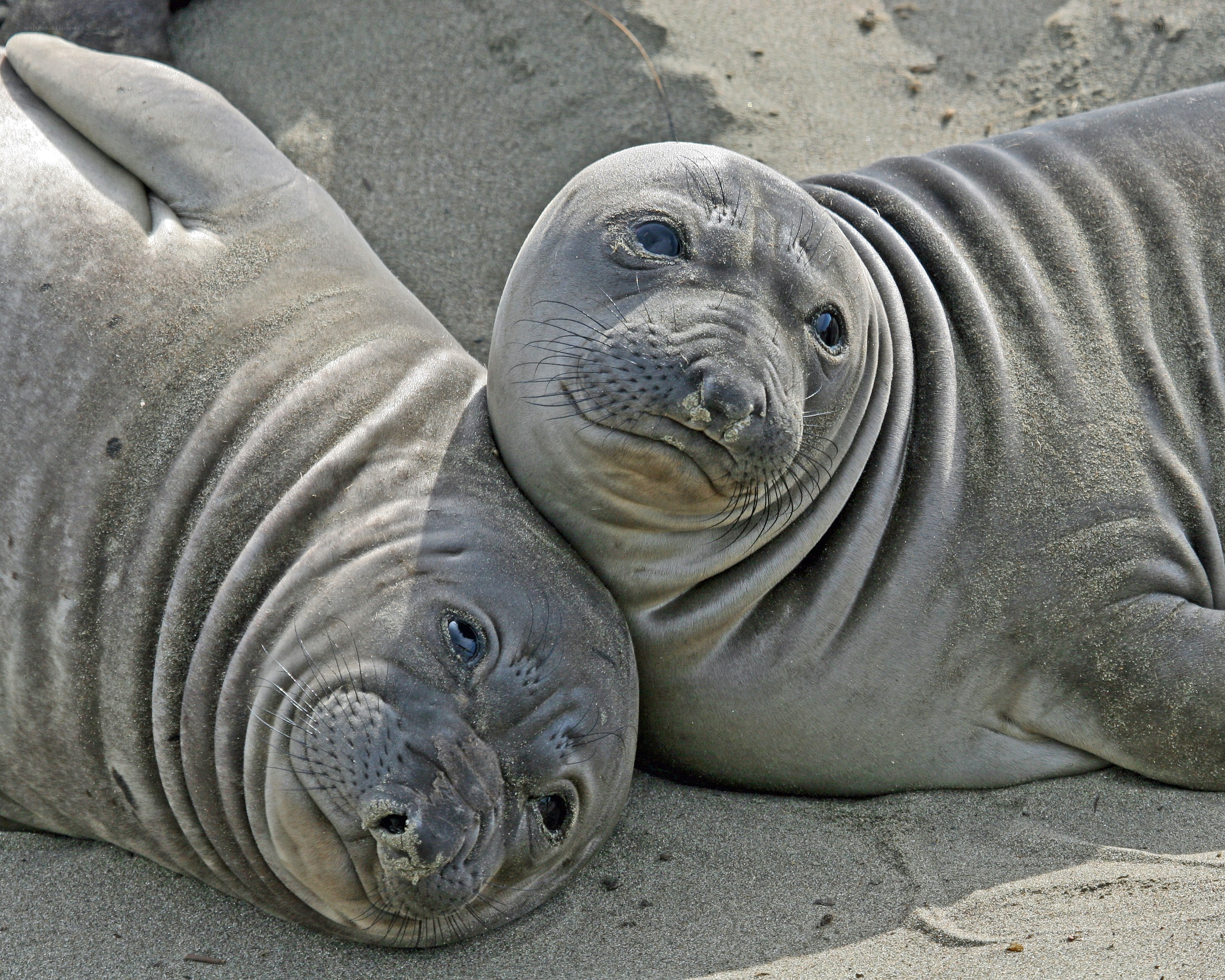 Two seals resting on sand