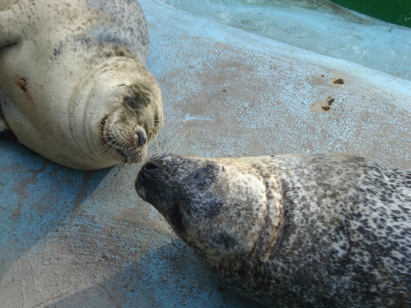 Two seals resting together