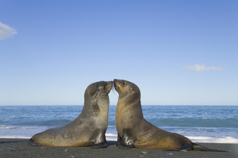 Two seals touching noses on beach