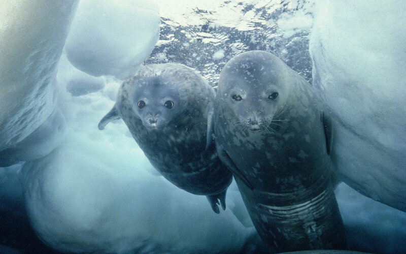 Two Seals Underwater — Blue