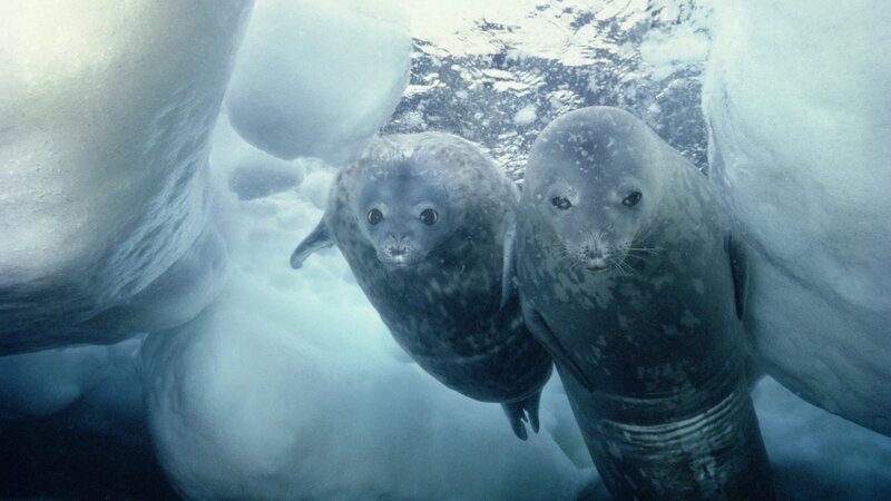 Two Seals Underwater