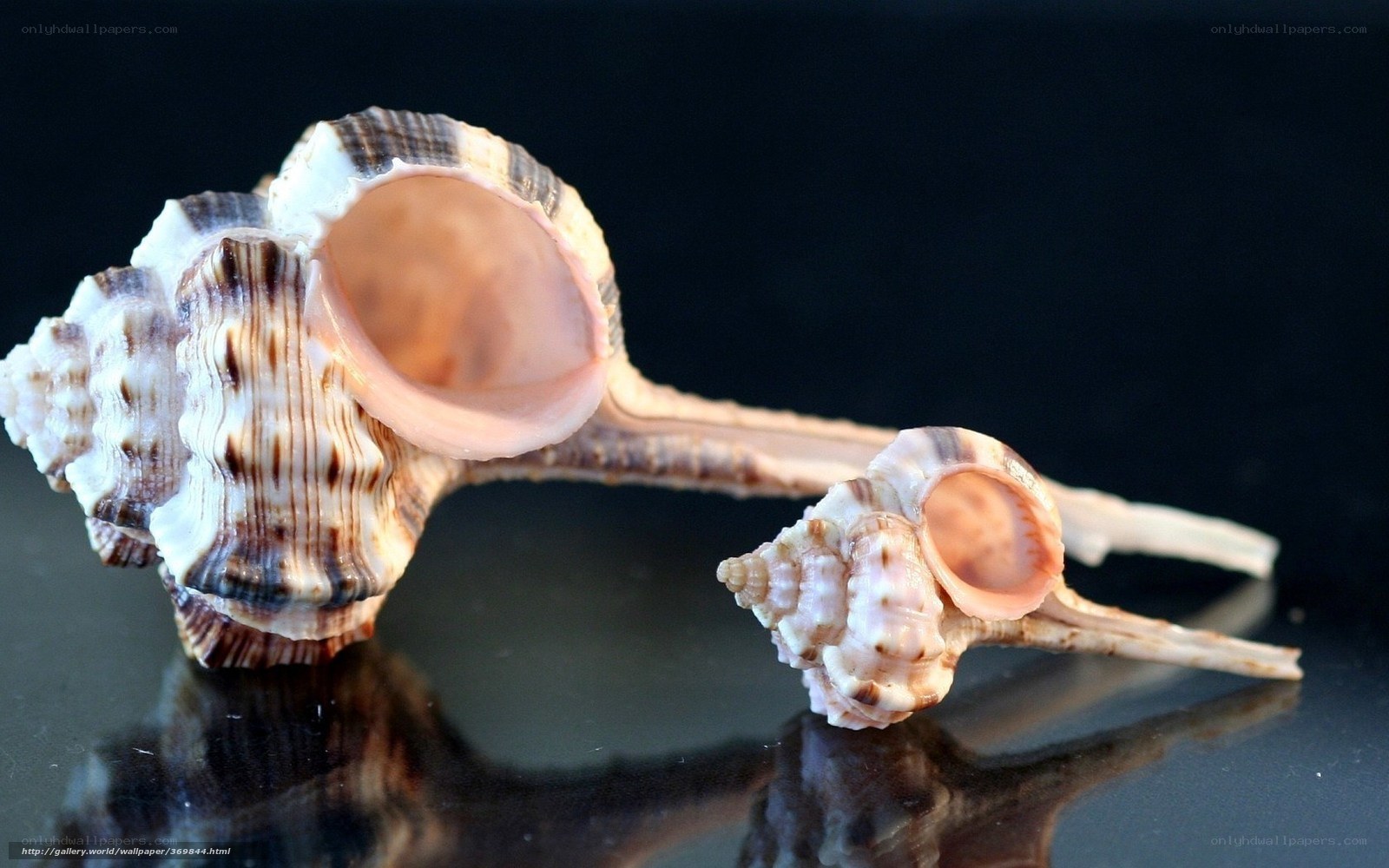 Two seashells on black surface