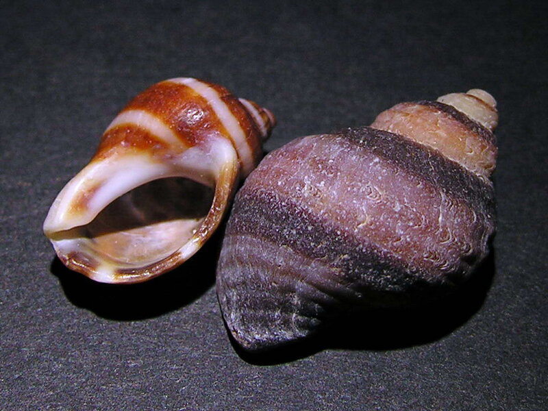 Two Seashells on Dark Surface