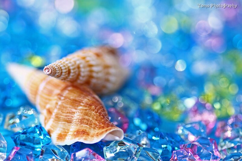 Two Seashells on Gems