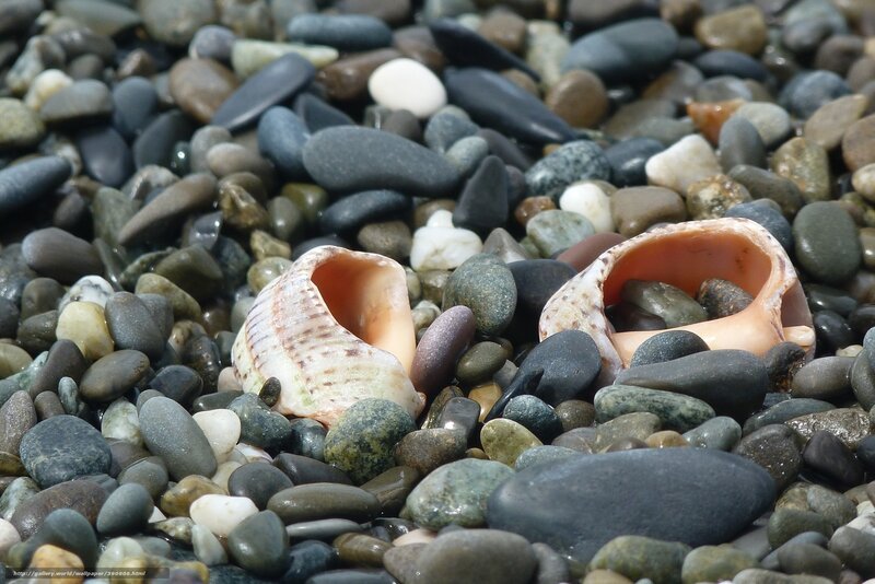 Two Seashells on Pebbles