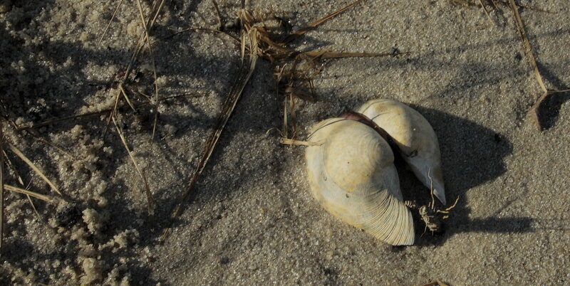 Two Seashells on Sand