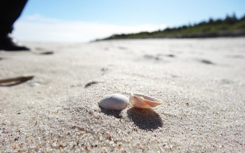 Two Seashells on Sand — White