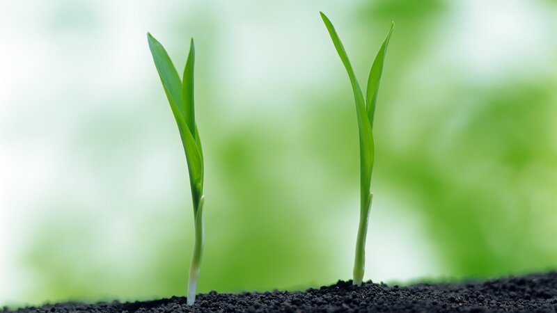 Two seedlings sprouting