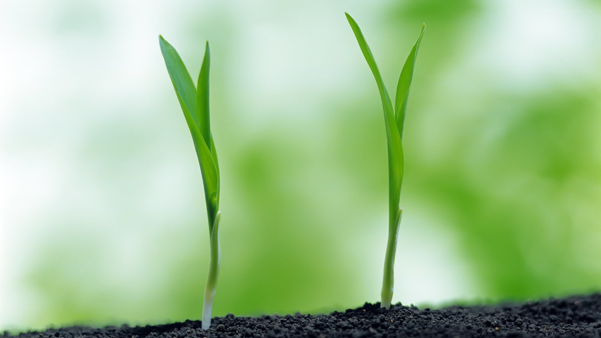Two seedlings sprouting