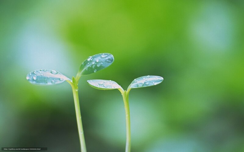 Two Seedlings with Dew