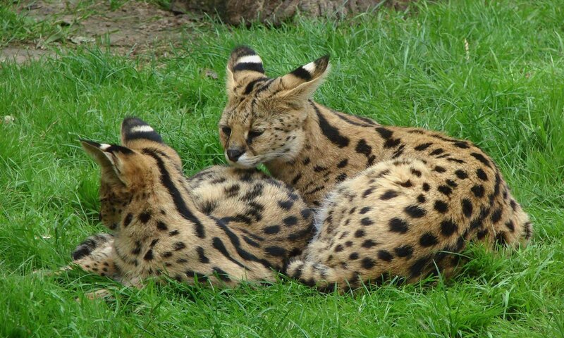 Two servals resting on grass