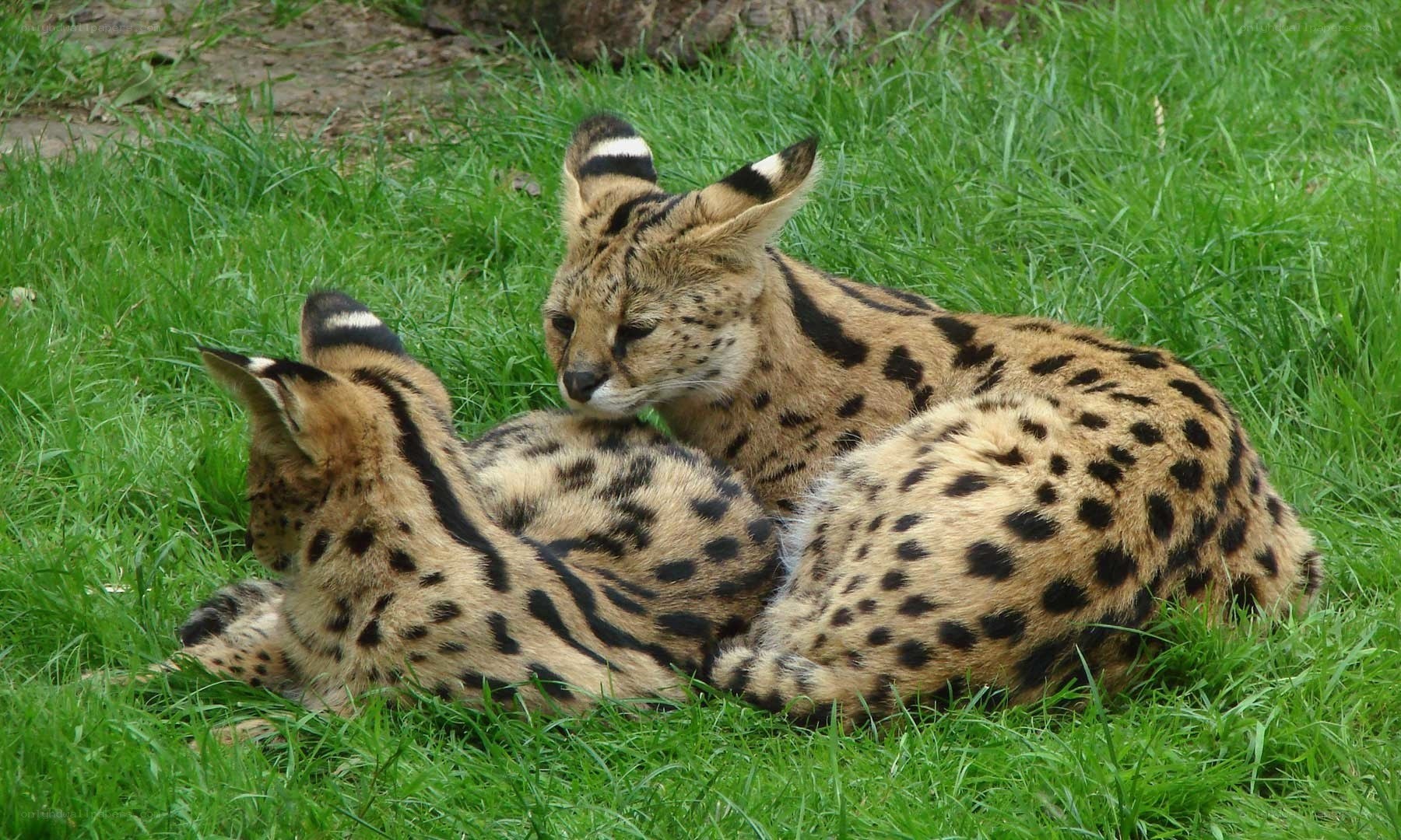 Two servals resting on grass