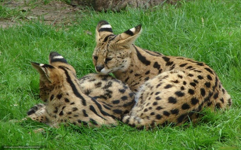 Two servals resting on grass