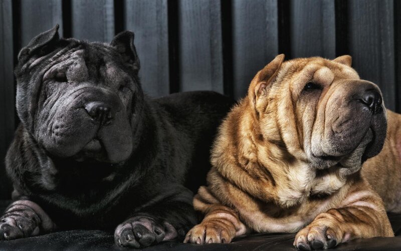 Two Shar Pei Dogs — Black