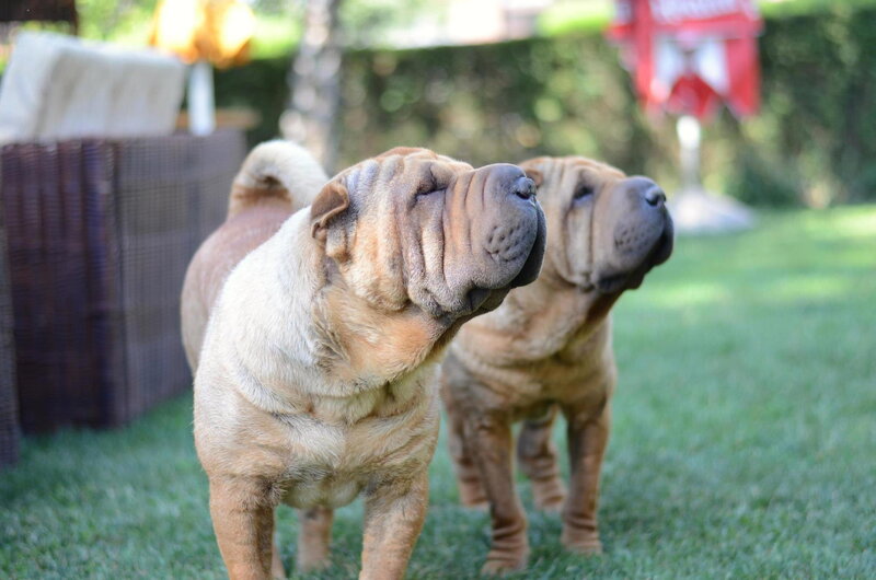 Two Shar Pei Dogs — Green