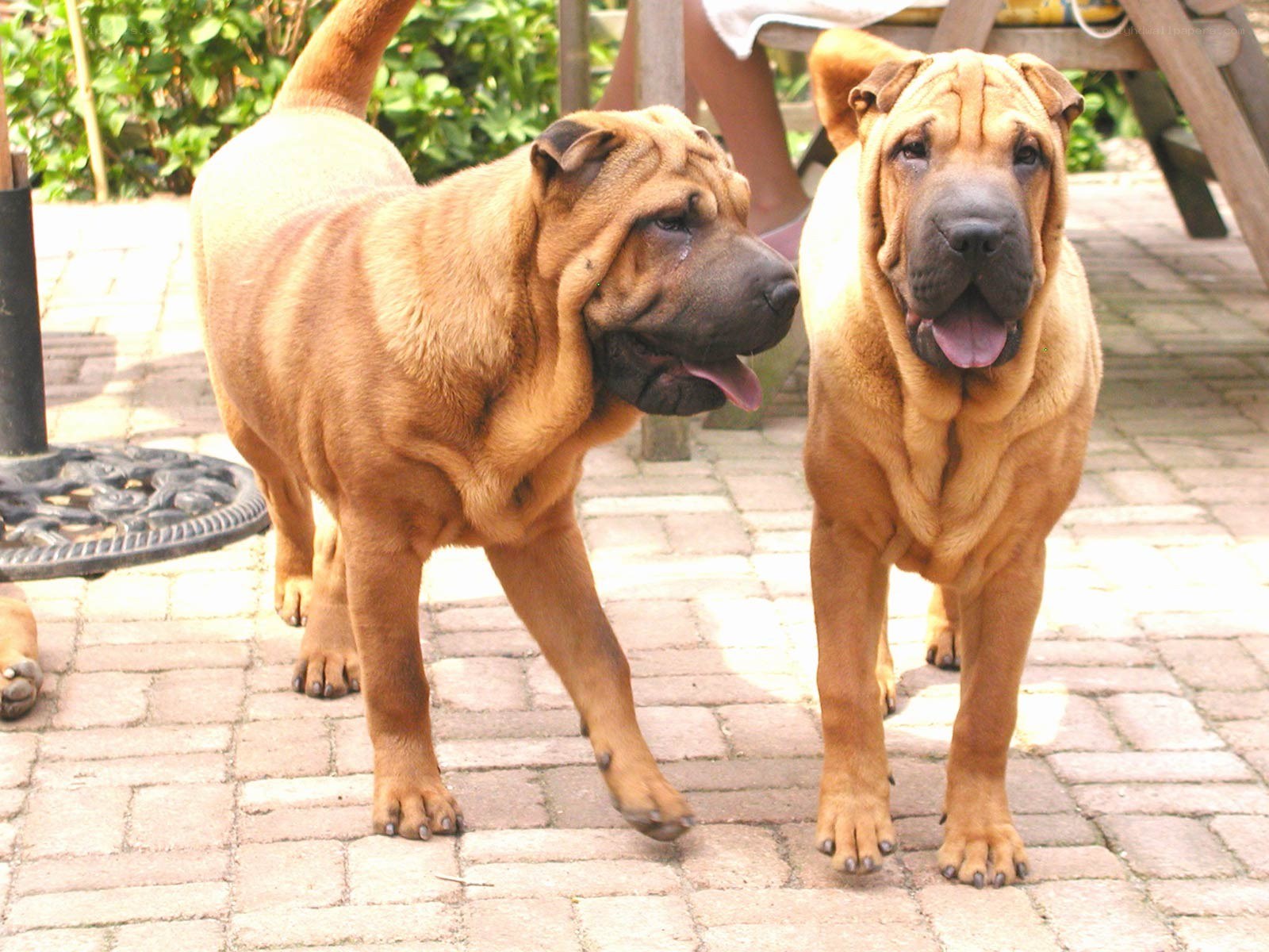 Two Shar-Pei dogs outdoors