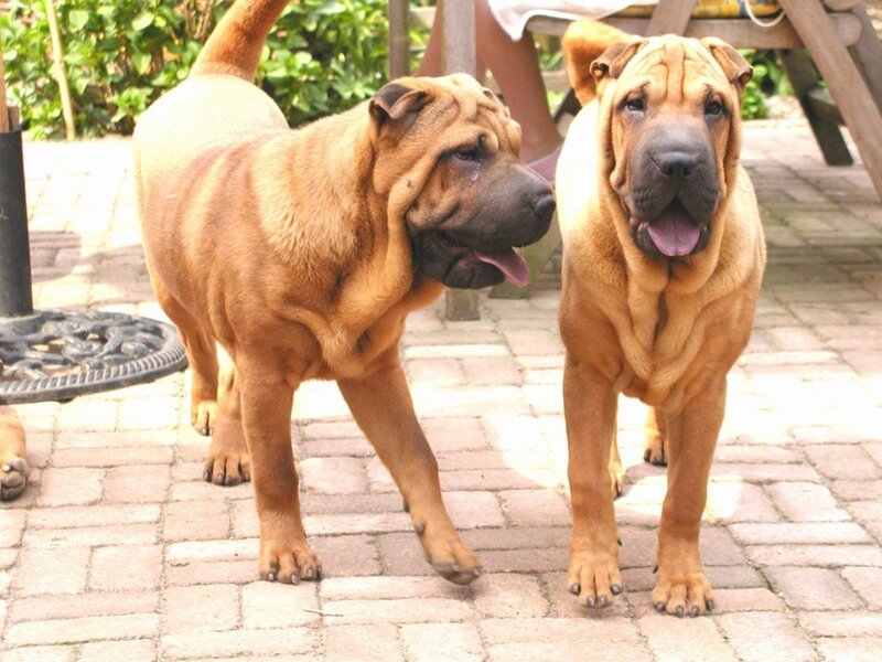 Two Shar-Pei dogs outdoors