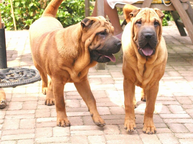 Two Shar-pei Dogs