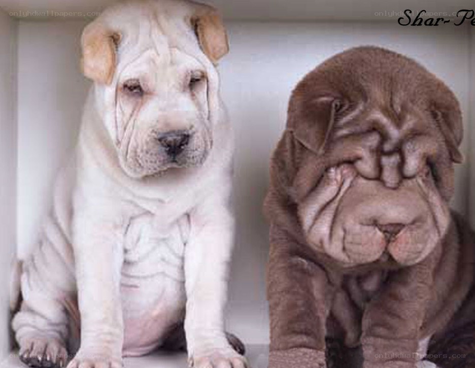 Two Shar-Pei puppies
