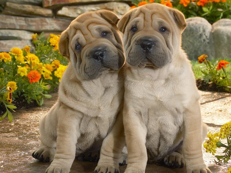 Two Shar Pei Puppies — Beige, Calm, Afternoon, Photograph