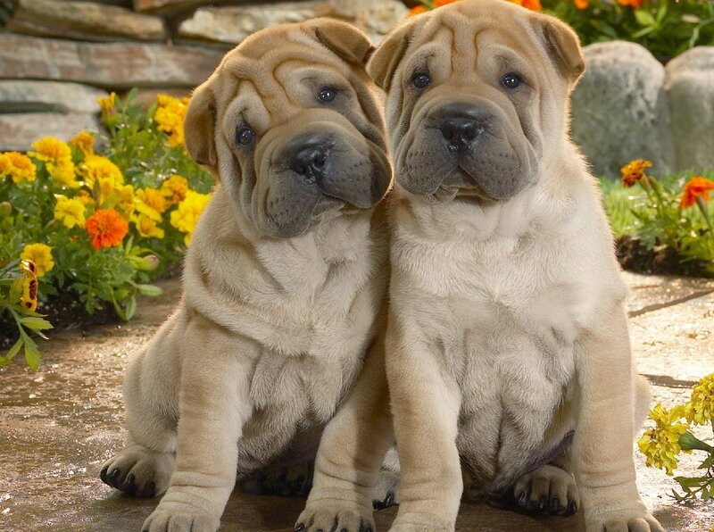 Two Shar Pei Puppies — Beige, Calm, Afternoon