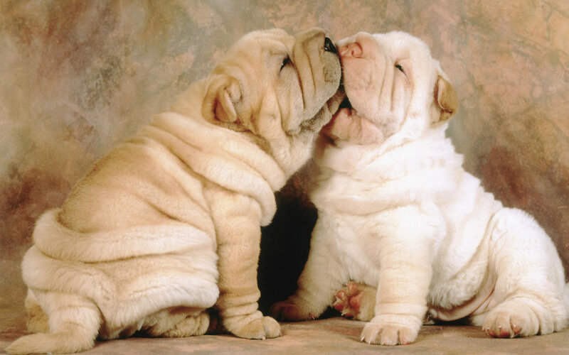 Two Shar Pei Puppies — Beige, Calm, Photograph, Studio Background