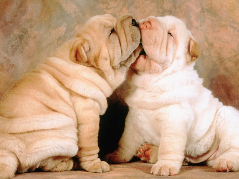 Two Shar-pei Puppies — Beige, Calm, Photograph