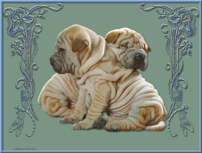 Two Shar Pei Puppies — Beige, Calm
