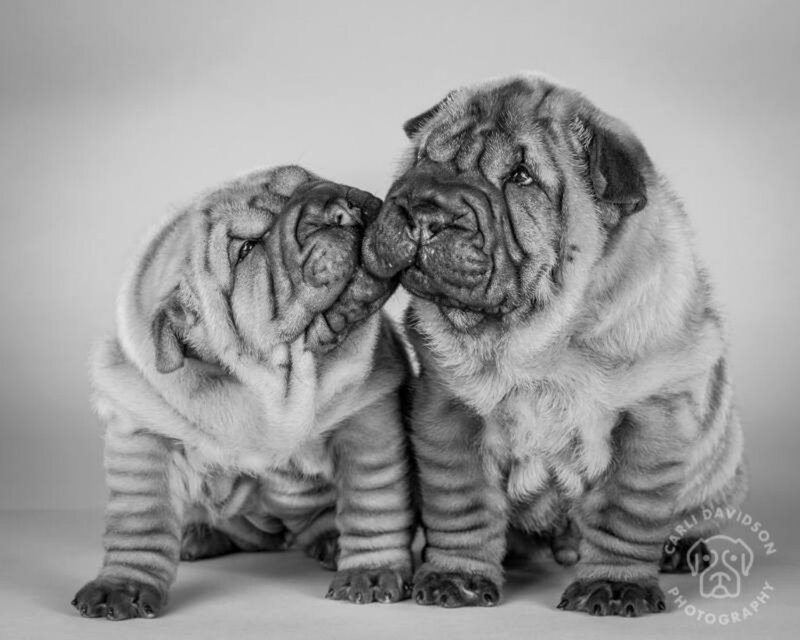 Two Shar Pei Puppies — Black, Calm